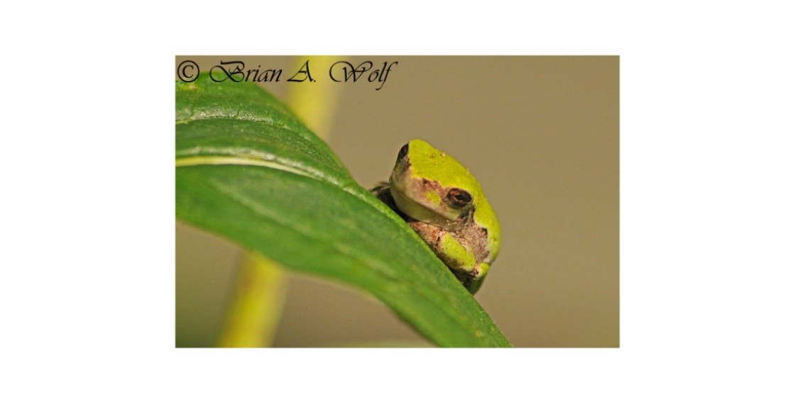 Antique Mall Of Tomah